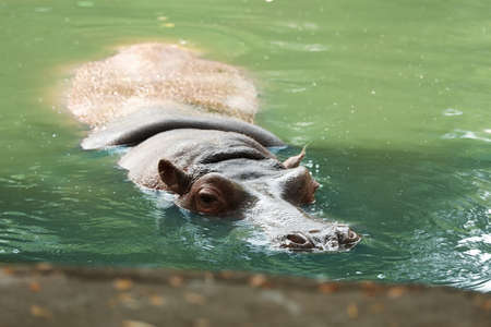 Big hippopotamus swimming in pond at zooの写真素材
