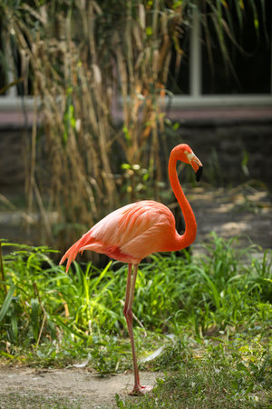 Beautiful Caribbean flamingo in zoo. Wading birdの写真素材