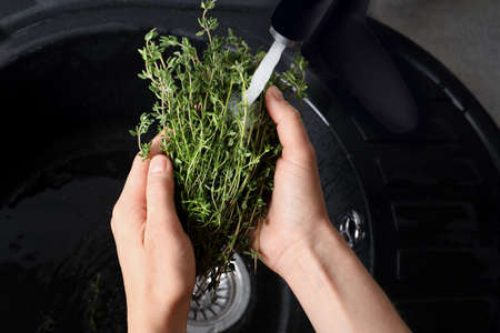 Woman washing aromatic thyme in sink, above viewの写真素材