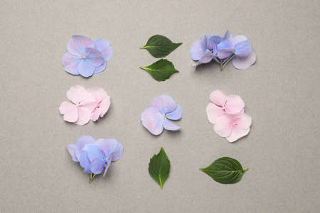 Beautiful hortensia flowers with leaves on gray background, flat lay