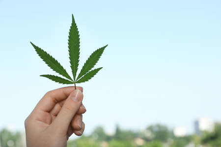 Woman holding hemp leaf against blue sky, closeup. Space for textの写真素材