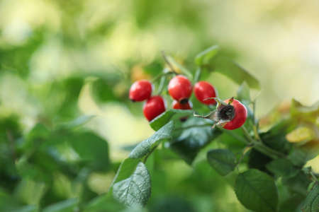 Rose hip bush with ripe red berries in garden, closeupの写真素材