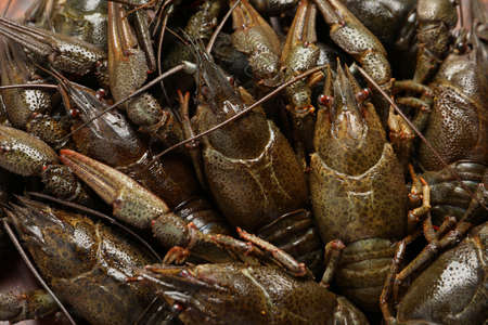 Heap of fresh raw crayfishes as background, closeupの写真素材