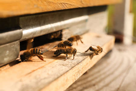 Closeup view of wooden hive with honey bees on sunny day