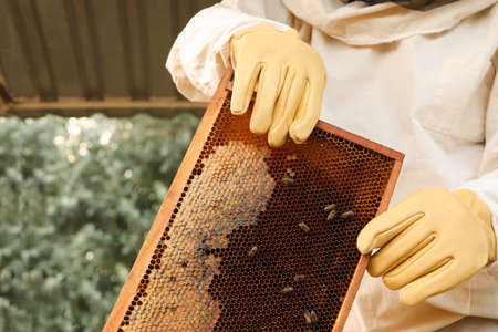 Beekeeper in uniform with honey frame at apiary, closeup