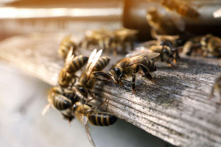 Closeup view of wooden hive with honey bees on sunny day