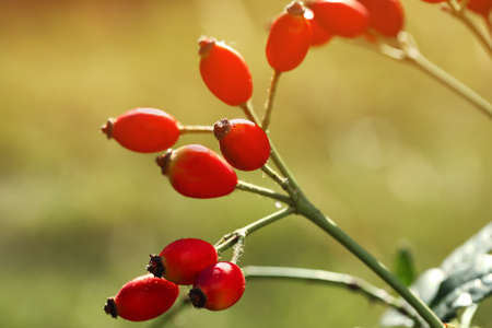 Rose hip bush with ripe red berries in garden, closeupの写真素材