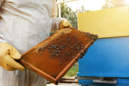 Beekeeper in uniform with honey frame at apiary, closeup