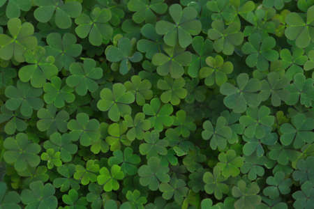 Top view of beautiful green clover leaves