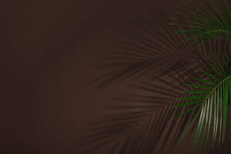 Tropical palm branches casting shadows on brown wall. Space for textの写真素材