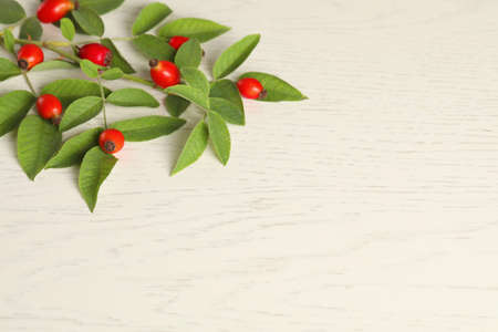 Rose hip branch with ripe red berries and green leaves on white wooden table, above view. Space for...