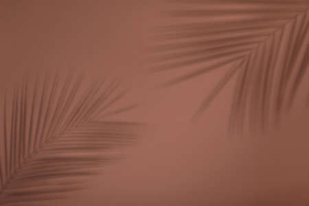 Shadows of tropical palm branches on brown wallの写真素材