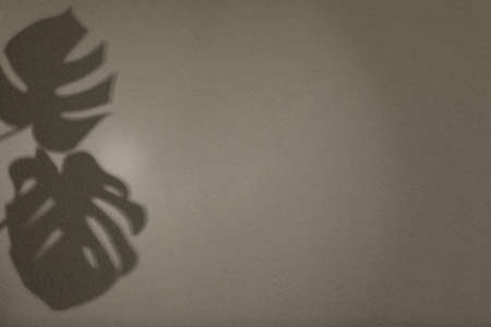 Shadows of monstera leaves on light wall, space for text