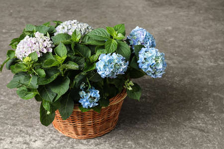 Beautiful blooming hortensia plants in wicker basket on gray stone backgroundの写真素材