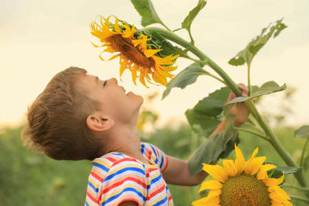 Cute little boy with blooming sunflower in field. Child spending time in natureの写真素材
