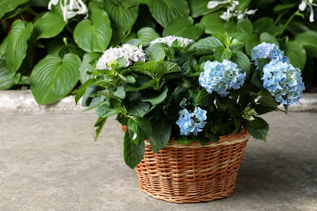 Beautiful blooming hortensia plants in wicker basket outdoorsの写真素材