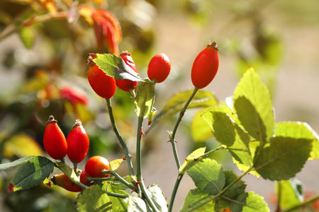 Rose hip bush with ripe red berries in garden, closeupの写真素材