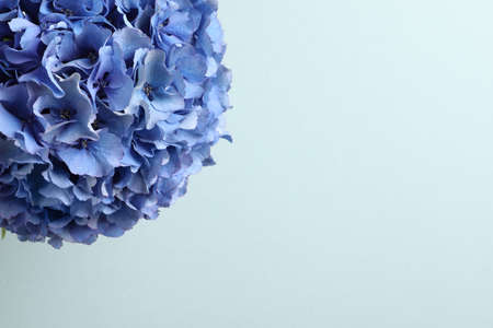 Beautiful bright hortensia flowers on light blue background. Space for textの写真素材