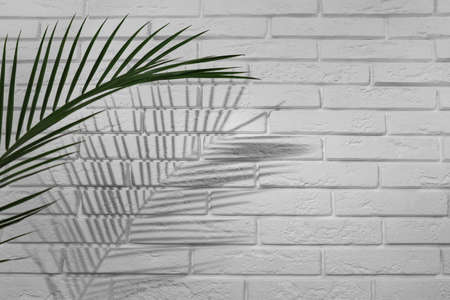 Tropical palm branch casting shadow on white brick wall. Space for text