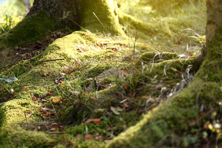 Beautiful green moss growing on ground in forestの写真素材