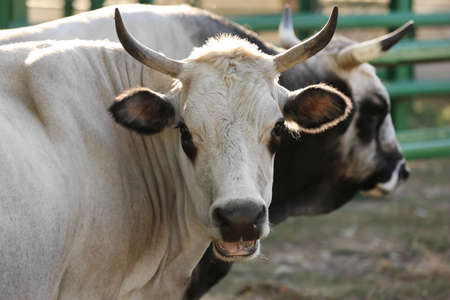 Cow and ox in nature reserve on sunny day