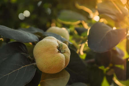 Closeup view of quince tree with ripening fruit outdoorsの写真素材