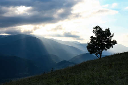 Beautiful mountains with tree under cloudy sky at sunset. Picturesque landscapeの写真素材