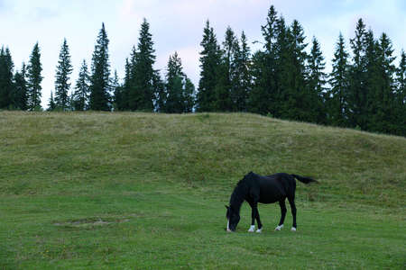Horse grazing on pasture outdoors. Lovely domesticated petの写真素材