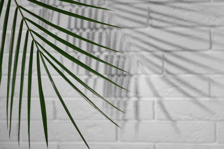 Tropical palm branch casting shadow on white brick wall. Space for textの写真素材