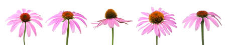 Set with beautiful echinacea flowers on white background. Banner designの写真素材