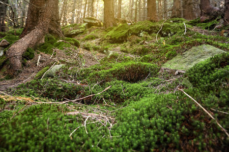 Ground covered with bright moss in forestの写真素材