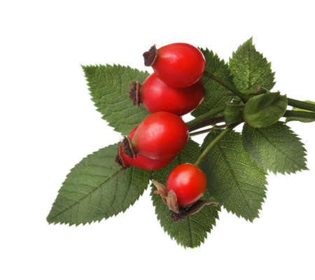 Ripe rose hip berries with green leaves on white backgroundの写真素材