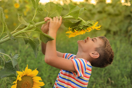 Cute little boy with blooming sunflower in field. Child spending time in natureの写真素材