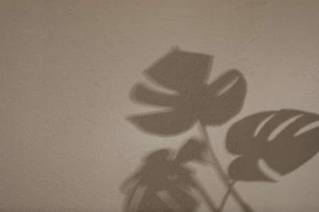 Shadows of monstera leaves on light wall, space for text