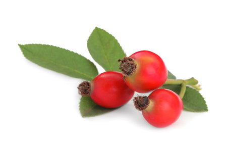 Ripe rose hip berries with leaves on white backgroundの写真素材
