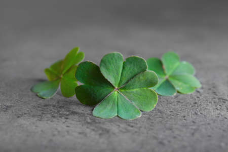 Green four leaf clover on gray table, closeupの写真素材