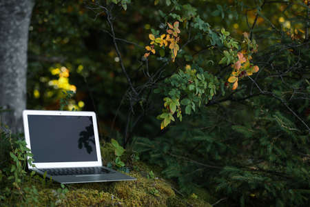 Laptop on green grass in forest, space for text. Distance workの写真素材