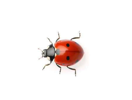 Beautiful red ladybug isolated on white, top viewの写真素材