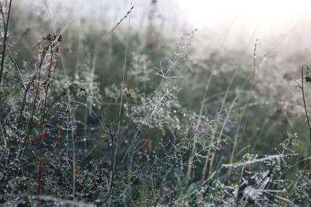 Closeup view of plants with dew drops on wild meadowの写真素材
