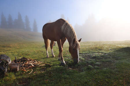 Horse grazing on pasture in misty morning. Lovely domesticated petの写真素材