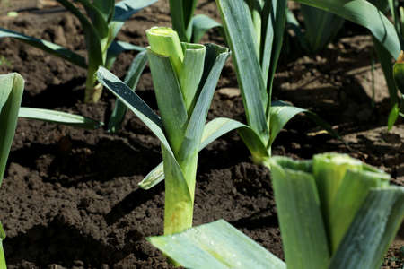 Fresh green leeks growing in field on sunny dayの写真素材