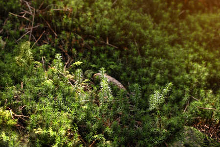 Bright green moss, closeup view. Forest vegetationの写真素材