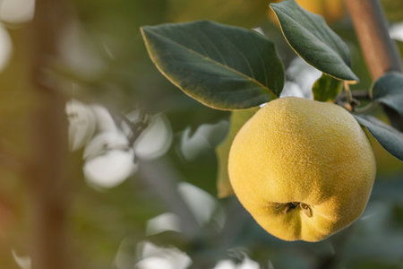 Quince tree branch with fruit outdoors, closeup. Space for textの写真素材