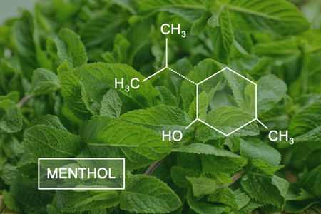 Illustration of menthol chemical formula and fresh aromatic green mint, closeup viewの写真素材