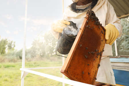 Beekeeper calming bees on honey frame with smokepot at apiary, closeupの写真素材