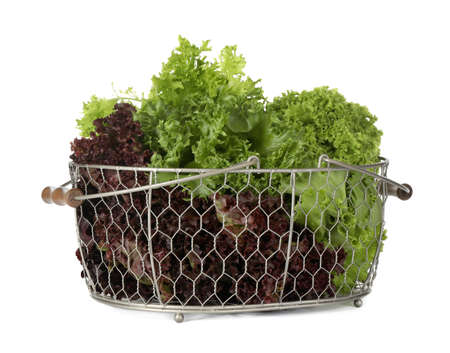 Basket with different sorts of lettuce on white backgroundの写真素材