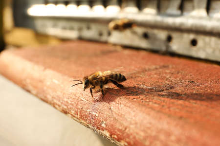 Closeup view of wooden hive with honey bee on sunny dayの写真素材
