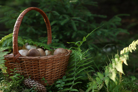 Basket full of fresh mushrooms in forest. Space for textの写真素材