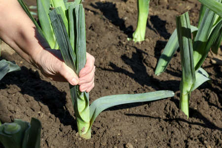 Mature man picking fresh leek in field, closeupの写真素材
