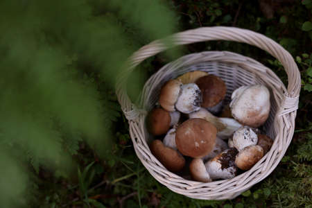 Basket full of fresh mushrooms in forest, above viewの写真素材